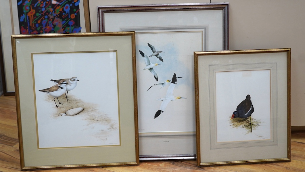 Terence Lambert (b. 1951), three watercolours, Birds including ‘Moor Hen’ and ‘Gannets in Flight’, each signed, gallery labels verso, largest 42 x 30cm. Condition - poor to fair, one foxed throughout